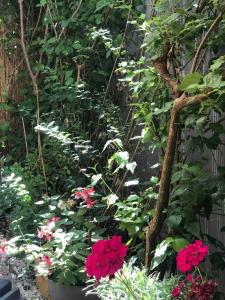 un jardín con flores rojas y una valla en Charming f2- private residence, en LʼÎle-Saint-Denis