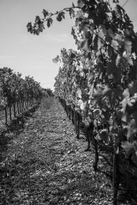 Fotografie z fotogalerie ubytování Agriturismo Gli Archi v destinaci Fauglia
