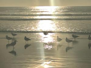 a flock of birds standing on the beach at The Dolphins Ocean Front-Beach 2 BR 2Bth in Rosarito