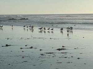 a flock of birds standing on the beach at The Dolphins Ocean Front-Beach 2 BR 2Bth in Rosarito