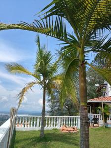 Deux palmiers dans une cour à côté d'une clôture blanche dans l'établissement Finca con vista al embalse y jacuzzi, à Guatapé