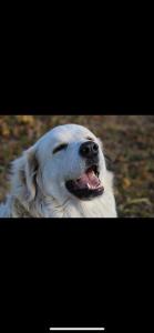 a white dog with its mouth open at Heart West Haven in Priddis