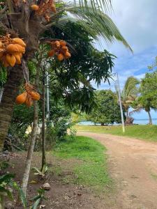 a tree with lots of oranges on it next to a dirt road at Bienvenue chez Fare Na’i in Fare