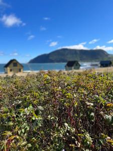 a field full of plants with houses in the background at L’Asile de l’Anse-Pleureuse in Mont-Louis