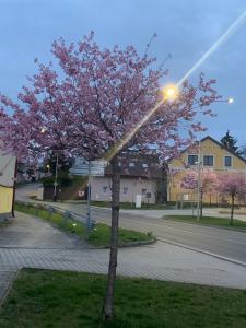 a tree with pink flowers on it on a street at Apartmány na Vršku in Pilsen