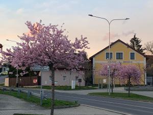 una calle con dos árboles con flores púrpuras en la carretera en Apartmány na Vršku, en Plzeň