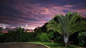 a palm tree in a park with a bench at WR Confort Hotel Campo Grande in Campo Grande