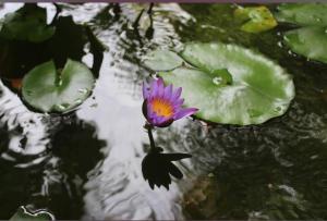 a purple flower in a pond with lily pads at Sigiriya Samanala Guest in Sigiriya