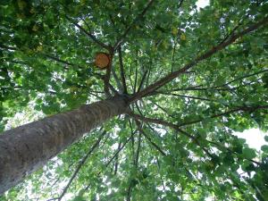 un árbol con un gran tronco y ramas con hojas en Casa el Tilo en Rubiales