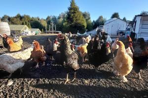 Állatok a nyaralóban vagy a közelben