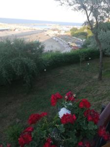 a view of a beach with red flowers at Emyra's holiday rooms in Constanţa +8 photos