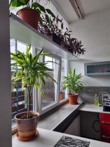 Kuchyň nebo kuchyňský kout v ubytování Apartmán Ambrak č.1