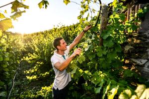 Majutusasutuse Winzerhof Mörtinger külastajad