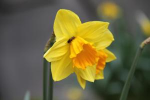 a yellow daffodil with a bee on top of it at Ferienhaus am Neuklostersee in Neukloster +10 photos