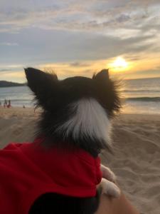 Koh Lone的住宿－แครินโฮมสเตร์，一只狗坐在海滩上