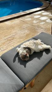 a dog laying on a mat next to a swimming pool at MAR VERDE - Parede-Cascais in Parede