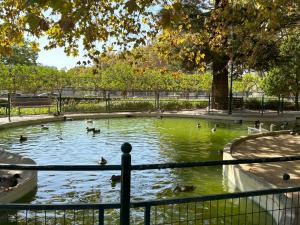 a group of ducks swimming in a pond at MAR VERDE - Parede-Cascais in Parede