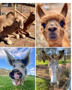 a group of four pictures of animals in a field at Sandalwood Downs Fabulous Farm Stay TOODYAY in Toodyay