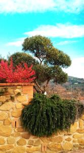 un árbol en la parte superior de una pared de piedra en Olivo Bonsai, en Passignano sul Trasimeno