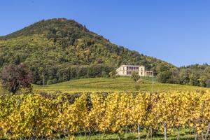 a house on top of a hill behind a vineyard at Villa Kunterbunt in Weyher