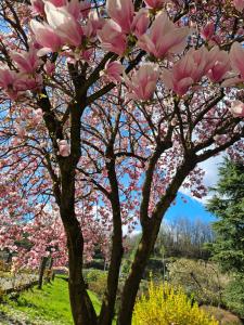 una magnolia con flores rosas en un parque en La casetta di Gianni, en Borgo Ticino