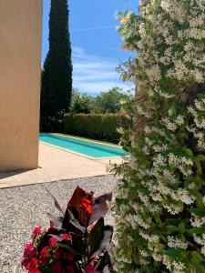 eine Pflanze mit weißen Blumen neben einem Pool in der Unterkunft la grande villa in Aix-en-Provence