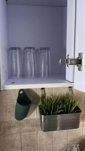 a shelf with glasses and plants on it at Apartamento San Eloy con plaza de garaje in Playa Honda