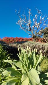 a bush with flowers in front of a hedge with a tree at Al Vecchio Lavatoio - Relax in collina in Colle Brianza