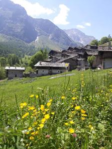 a field of yellow flowers in front of a village at L'Estèla in Meleze