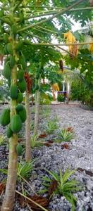 Un mucchio di frutta verde appesa ad un albero di Villa de Flora Zanzibar 