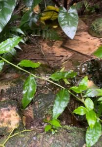 a plant with green leaves on the ground at Refúgio nascer das águas in Gravatal