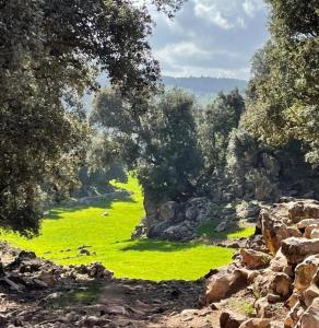 una pintura de un campo de hierba verde en Gite Ain Bechar en Taza