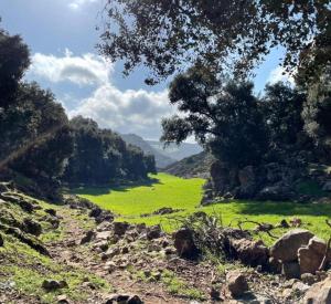 Gite Ain Bechar في تازة: حقل مع العشب الأخضر والأشجار على تلة