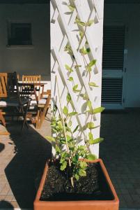 een plant in een pot naast een muur bij Casa das Termas - Cabeço de Vide in Cabeço de Vide