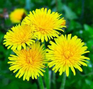 a group of yellow dandelions in a field at Apartman Maslacak in Divčibare