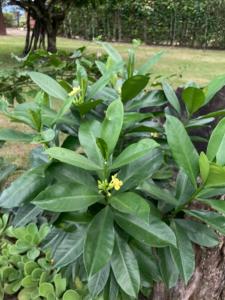 a green plant with yellow flowers in a park at La Cabaña Encantada in Támesis