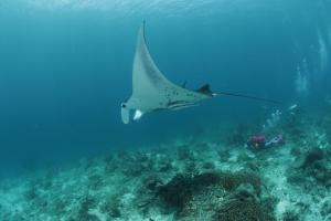 a stingray swimming in the ocean with a diver at Coriana Dive Resort in Waisai