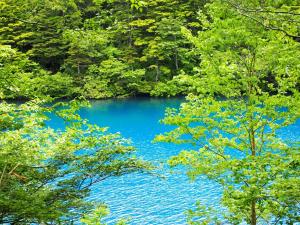 a blue lake in the middle of a forest at Hotel Iwasuge in Yamanouchi