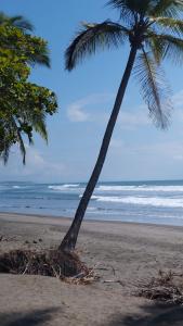 zwei Palmen am Strand mit dem Meer in der Unterkunft Sarita's House in Esterillos Este