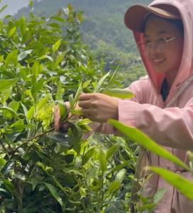 een vrouw die theebladeren plukt van een boom bij Bikki jungle homestay in Ha Giang