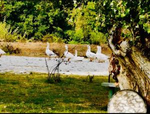 Imagen de la galería de Kamping Lakoza, en Rrëshen