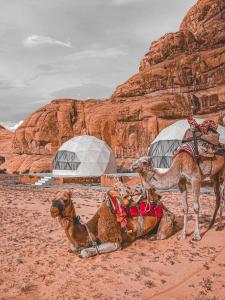 two camels in the desert with a building in the background at Desert Star Luxury Camp in Wadi Rum