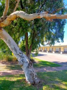 ein weißer Baum im Gras mit einem Gebäude im Hintergrund in der Unterkunft Bayview Motel in Esperance