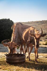 zwei Tiere stehen neben einem Reifen in der Unterkunft Baardbos Private Game Reserve in Stilbaai