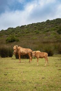 Ein paar Kühe stehen auf einem Feld in der Unterkunft Baardbos Private Game Reserve in Stilbaai