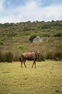 a brown animal walking in a field of grass at Baardbos Private Game Reserve in Stilbaai