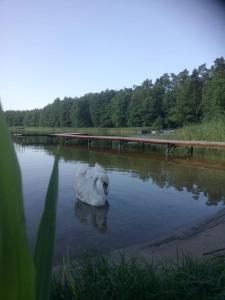 a white swan swimming in a pond of water at Siedlisko Kalimera in Orzysz