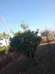 ein Orangenbaum in der Mitte eines Feldes in der Unterkunft Dimora Elisabetta casa a pochi passi dal mare in Pontecagnano