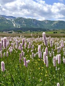 un champ de fleurs violettes avec des montagnes en arrière-plan dans l'établissement Vista suggestiva sulle montagne!, à Ovindoli