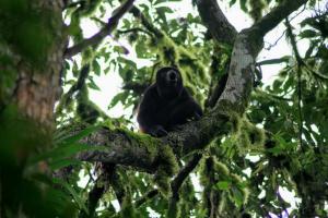 a black bird sitting on a tree branch at La Fogata in Machalilla